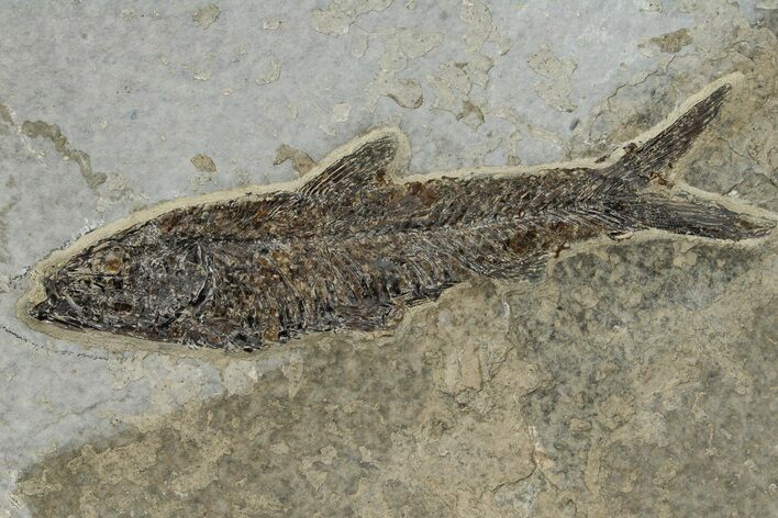 Detailed Fossil Fish (Knightia) - Wyoming #233875